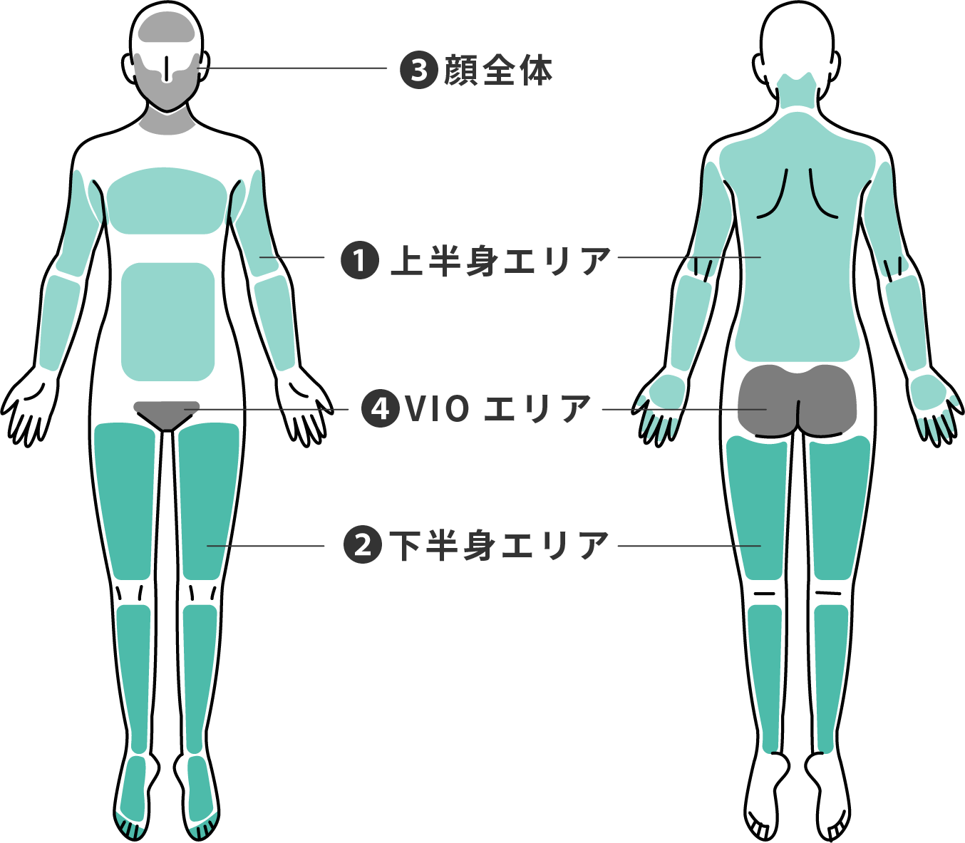 施術可能なエリア①上半身エリア②下半身エリア③顔全体④VIOエリア